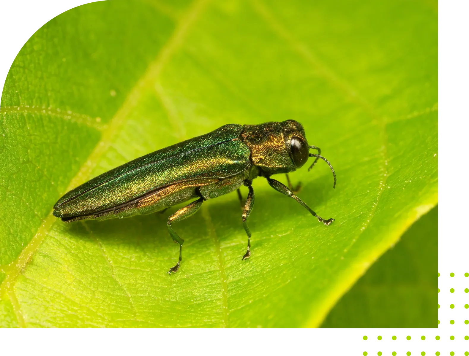 emerald ash borer on a leaf