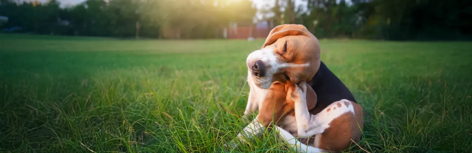 dog sitting outside in grass scratching