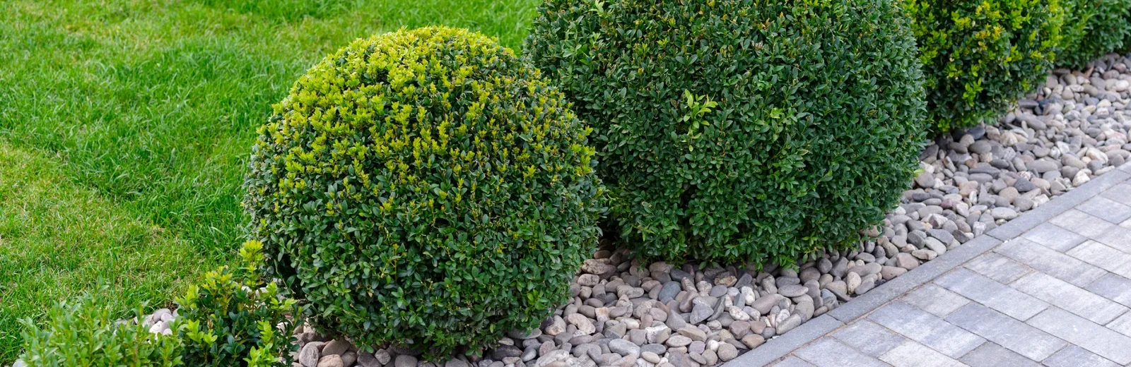 shrubs