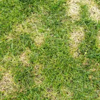 lawn disease