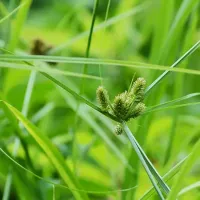 Closeup of nutsedge