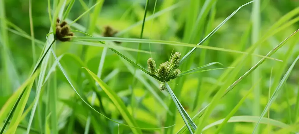 Closeup of nutsedge