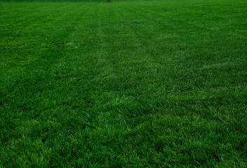 lawn