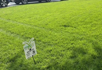 lawn