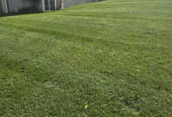 lawn