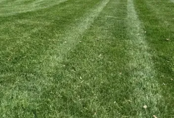 lawn