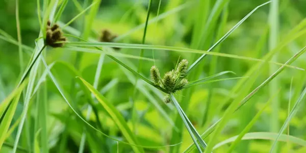 Closeup of nutsedge